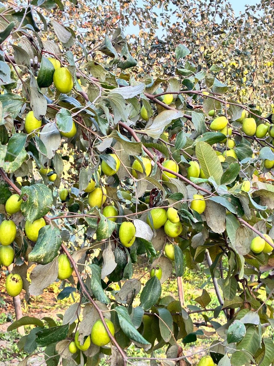 Thai Apple Ber