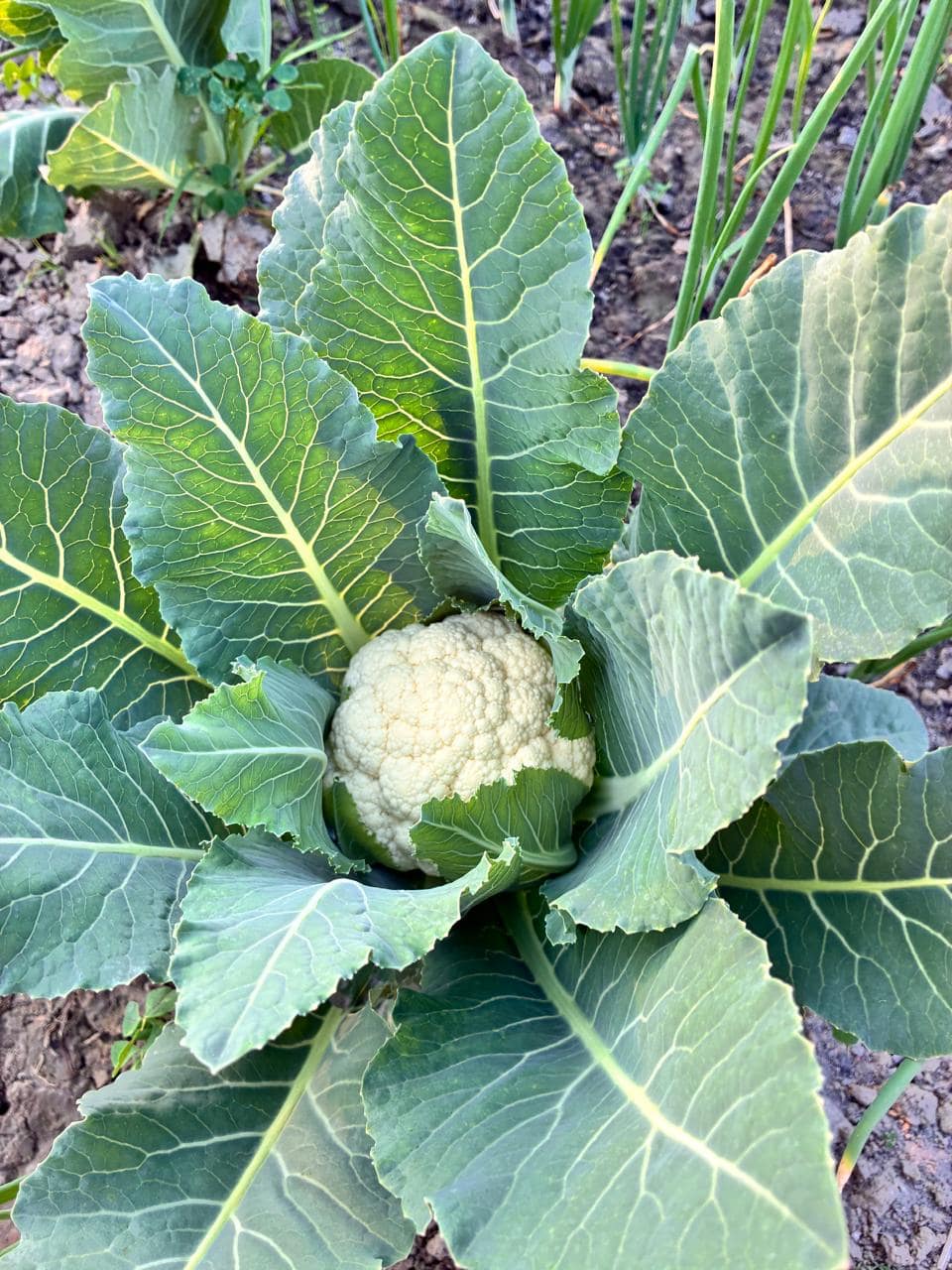 Organic Phool Gobhi