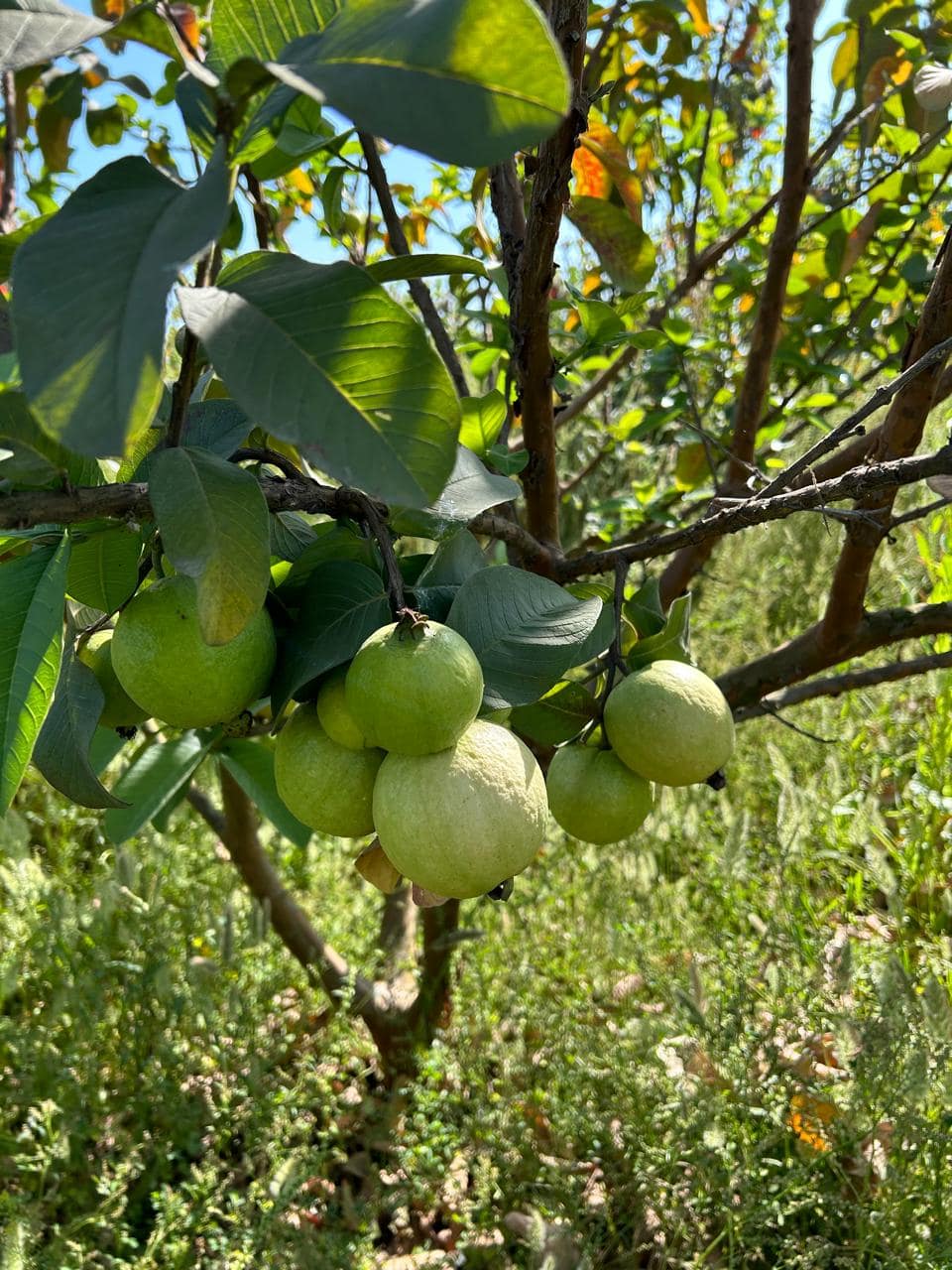 Organic Guava