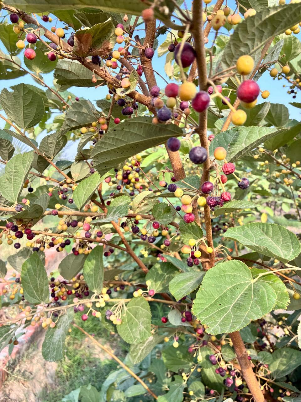 Organic Phalse