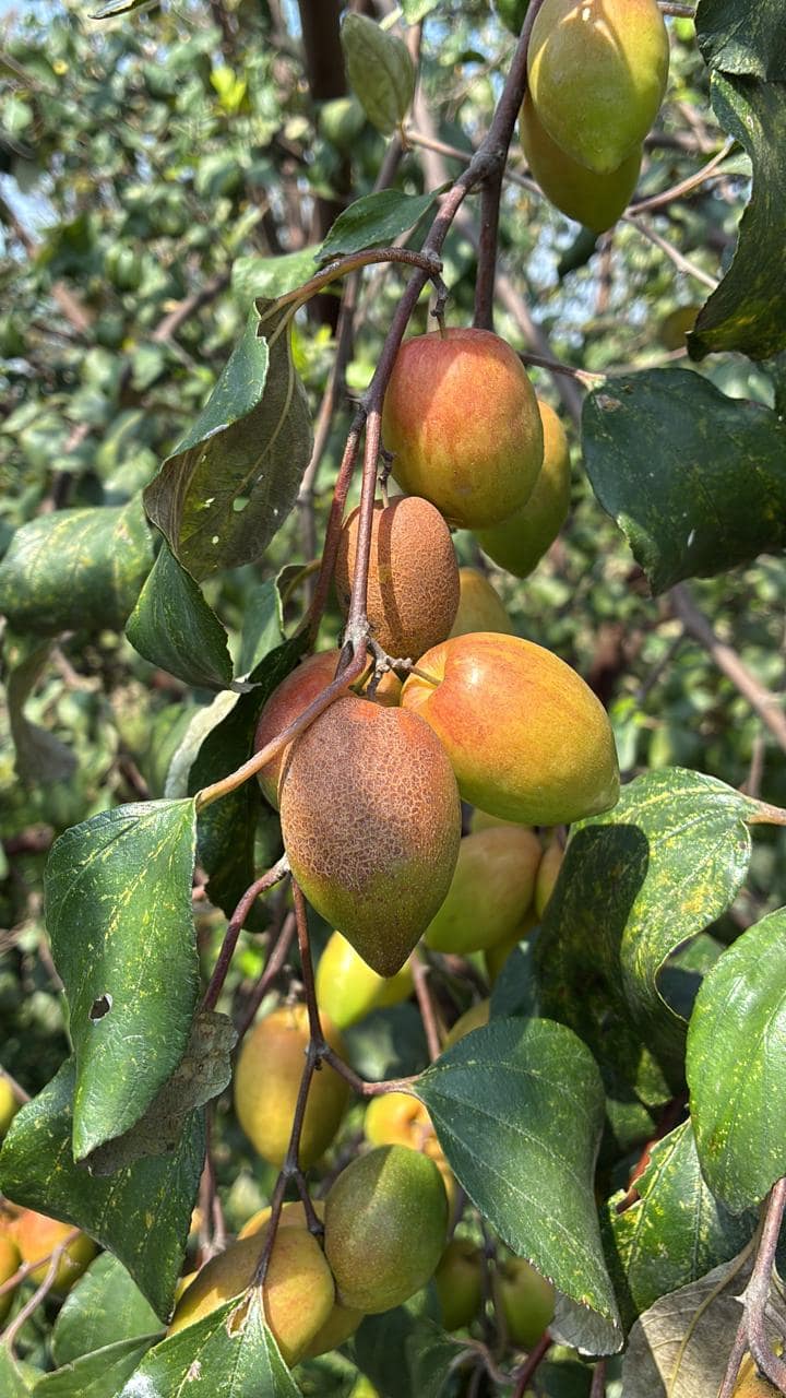 Kashmiri Apple Ber